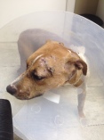 After rescue, Dash was at the vet for 7 days. Had to have drains inserted, neutered and all cleaned up.